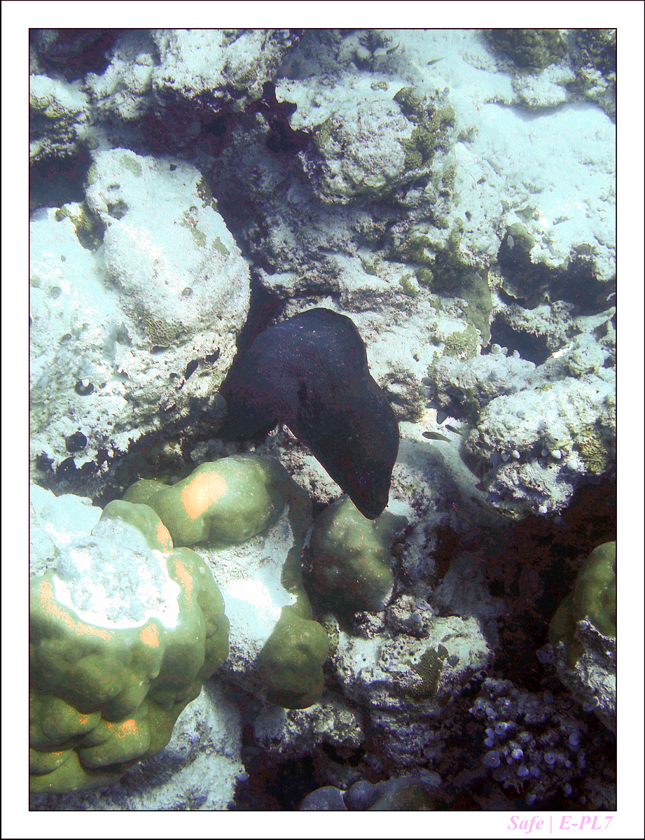 2019 - 07 - Snorkeling maldives - 32